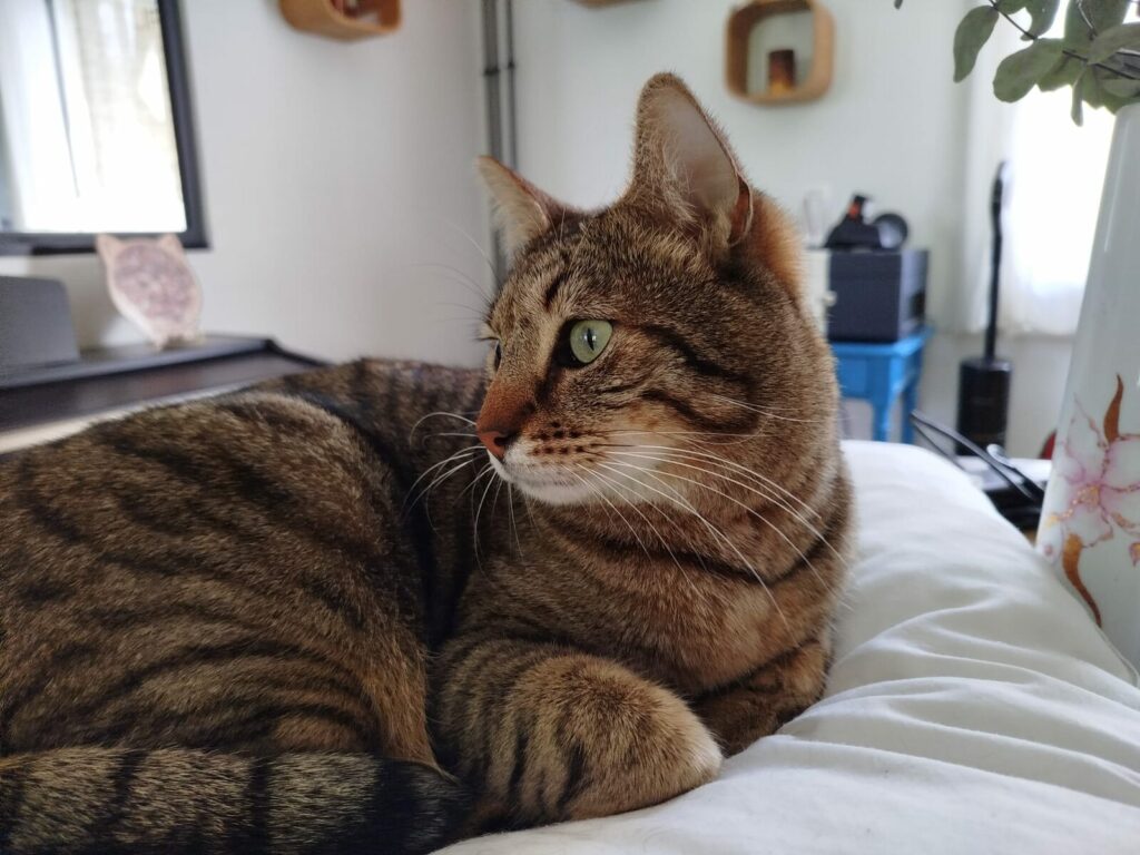 Photo de Amos, Chats