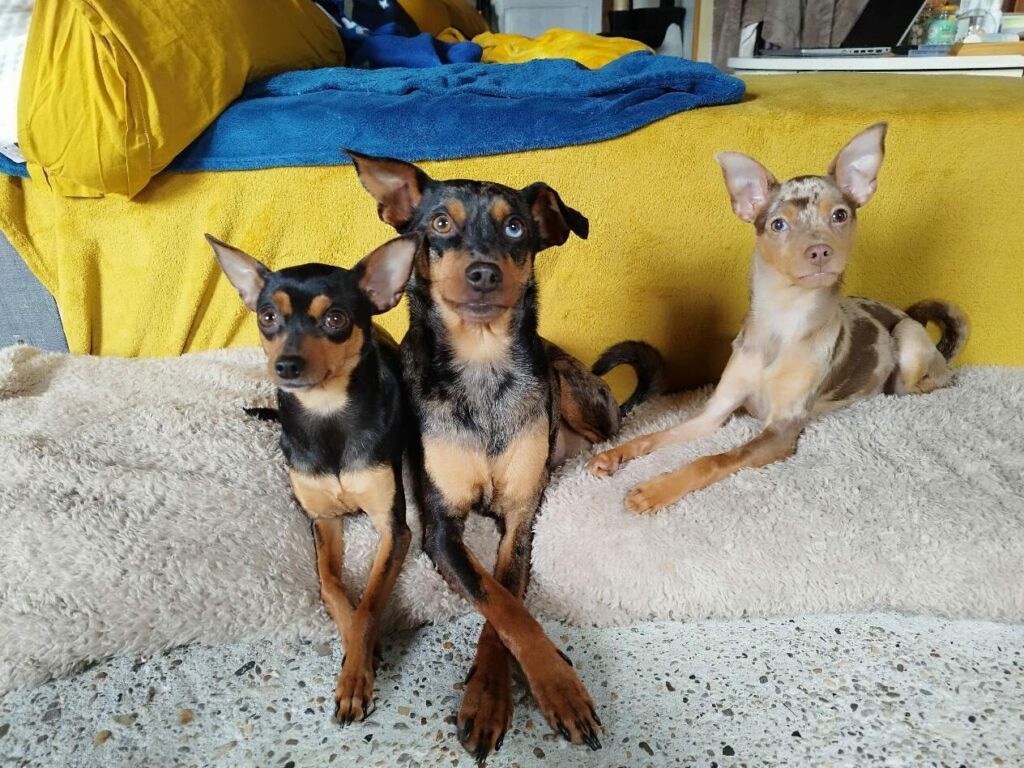 Les chiens