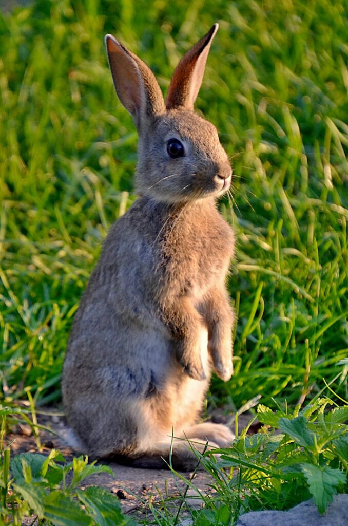 Lapin