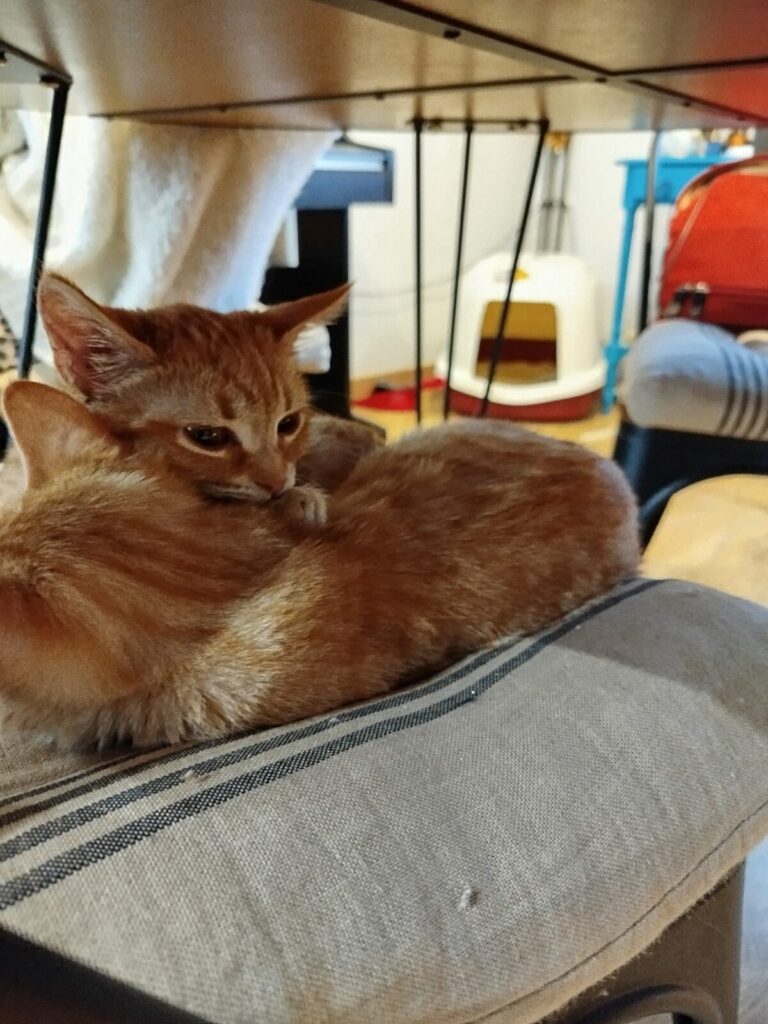 Pepsi & Dixy