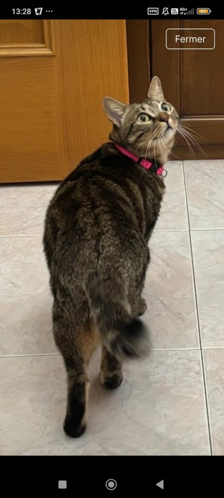 Chat tigré