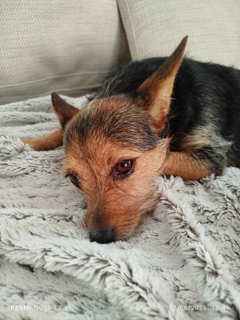 Chienne aux yeux doux